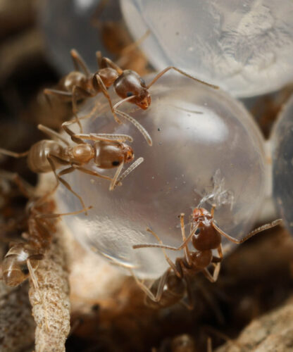 Novel ant control techniques