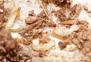 Publication: termite species in Hawaiʻi