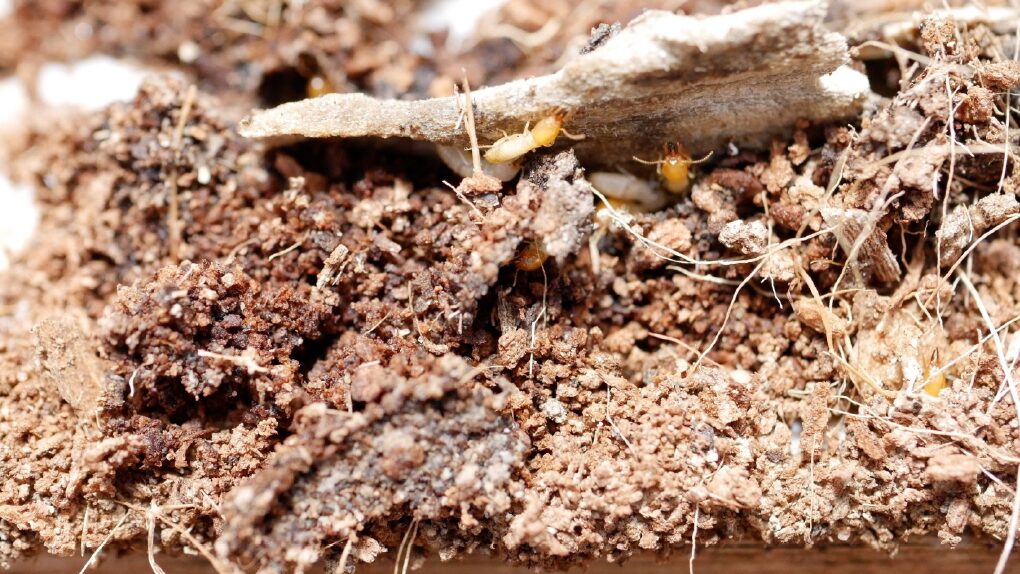 Physical barriers for subterranean termite management Physical barriers for subterranean termite management
