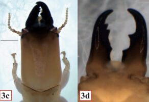 Publication: shifting termite species composition on Oʻahu