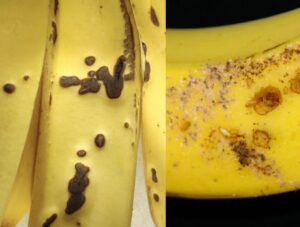 Subterranean termites attack banana fruits from Hawaii farms Subterranean termites attack banana fruits from Hawaii farms