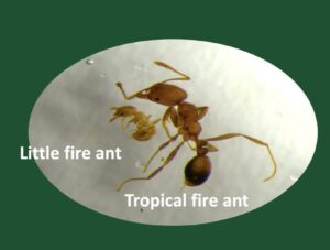 Tropical fire ant and little fire ant are spreading from infested plant nurseries Tropical fire ant and little fire ant are spreading from infested plant nurseries
