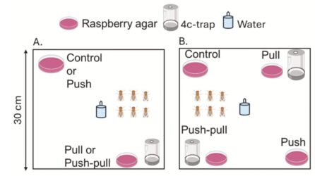 Publication: push–pull strategy for spotted-wing drosophila
