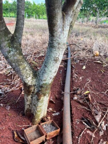 Managing big-headed ants and sooty mold in citrus using IPM approaches
